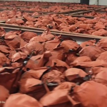 皇冠梨