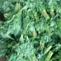 青油菜苔