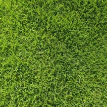 马尼拉草皮/承接园林绿化/基地直发/欢迎咨询