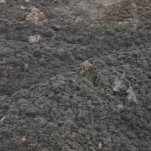 海丰县可种植养鱼湿猪粪