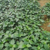 灵香草，糯米香茶