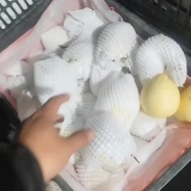 水晶鸭梨，海量货源，毛毛钱的货，需要的老板联系
