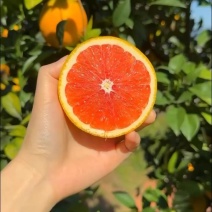 正宗赣南血橙