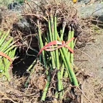 覆盆子苗