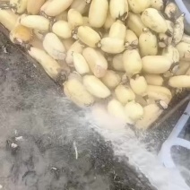 千亩莲藕产地直销一手货源，6号脆藕三五面藕商超货