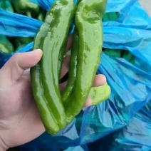 薄皮椒