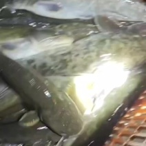 土鲶鱼黑鱼