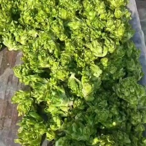 儿菜大量上市，需要的来