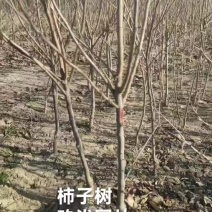柿子树