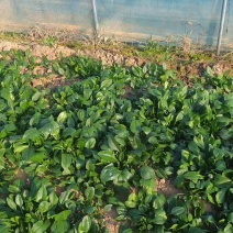 菠菜，大叶菠菜