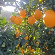 赣南脐橙