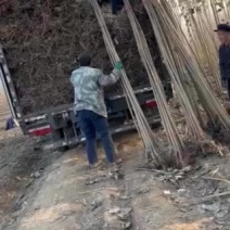 一代107无絮杨