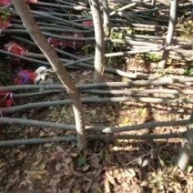 小榉树4-5公分