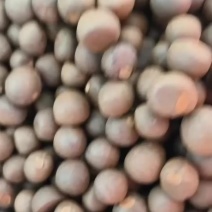 茶叶果油茶果