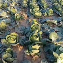 包菜