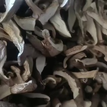 福建宁德屏南玉洋香菇切片菇，支持视频看货