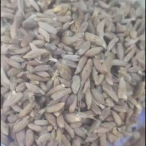定州改良白术种子