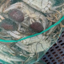 江苏大闸蟹九指公蟹。到5.0起