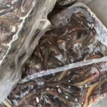 刀鳅加工中现货直发大中小号，价格合适。