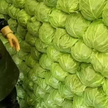 精品甘蓝