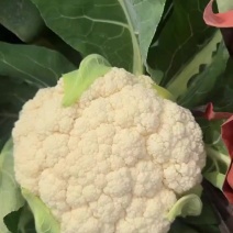 花菜松花菜大量上市中，个头两斤左右，有需要的老板联系我。