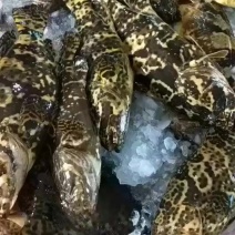 活鱼速冻深海石斑鱼
