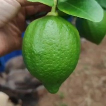 广东香水柠檬