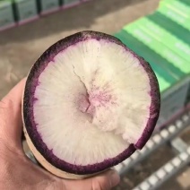 精品冰淇淋萝卜，10斤一箱10块钱，酥脆甜