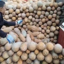贵州南瓜
