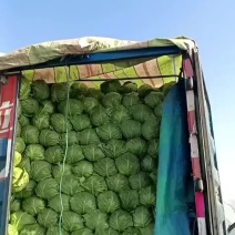 冷棚甘蓝