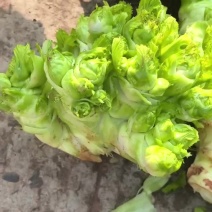 儿菜大量上市