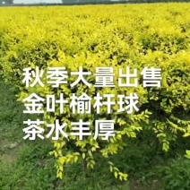 金叶榆杆球50接点冠幅60到80