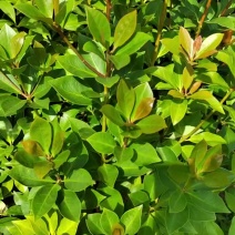 供八角地苗50至1高