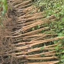 贵州六马蜂糖李子苗自家基地源头发货可视频看货
