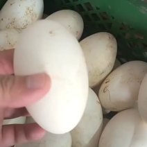 鹅蛋