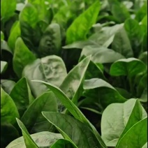 圆叶菠菜