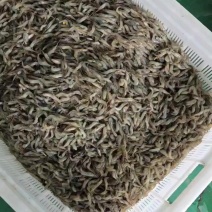 河虾加工中，精品源头货，可按要求接单加工