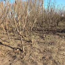 吉林省四平市梨树县挚友苗圃培育2公分吉盛桃李树