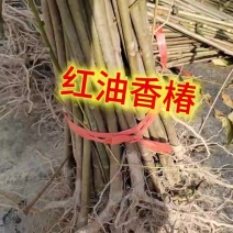地径一公分红油香椿