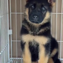 纯种德牧牧羊犬看家护院性格温顺上山打猎