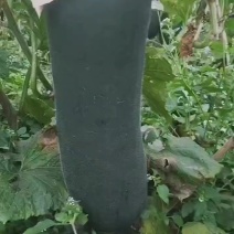 贵州短吊冬瓜