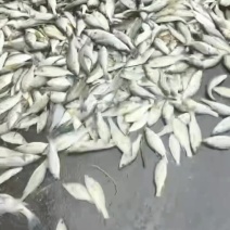 小规格，野生鲈鱼