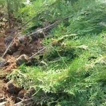 基地大量出售50-250厘米侧柏