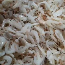 渤海湾鲜虾皮