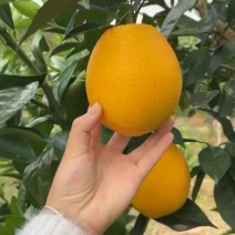 赣南脐橙