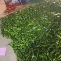 芜湖精品青椒欢迎全国经销商电商来电洽谈