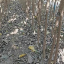 速生杨107杨树苗，