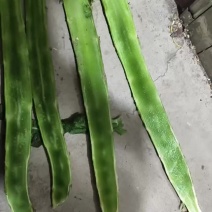 精品莴笋杆子大量有货供应商超市场电商