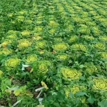黄心菜