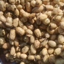 精品小藕头大量有货